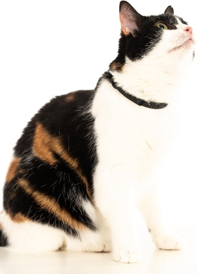 Black Cat Collar - Soft, Comfortable, and Lightweight Breakaway Collar with Name Tag Ring for Outdoor Cats and Sensitive Skin Pets by Nuvuq (6 ⅞" to 10 ¼", Black)