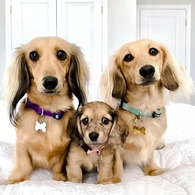 Blueberry Pet X-Small Dog Collar | Girl Dog Collars | Female Dog Collar XS | Quick Release Dog Collar | Fired Brick Nylon Dog Collar for Girl, Collar for Small Dogs