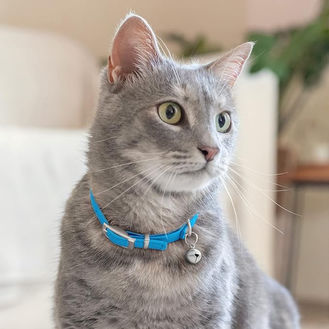 CollarDirect Leather Cat Collar with Bell - Kitten Collar, Small and Big Cat for Boy Cats, Girl Cats with Safety Elastic Strap (Neck Fit 6"-7", Light Blue)