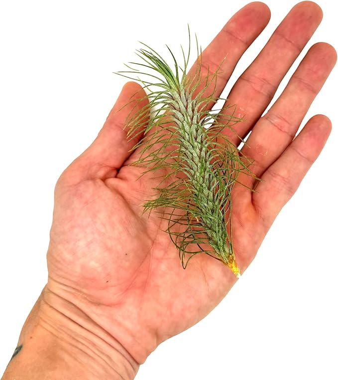 Air Plants - Colombian Tillandsia Funckiana, Large 5" - 1ct - Live Arrival Guaranteed - House Plants for Home Decor & Gift