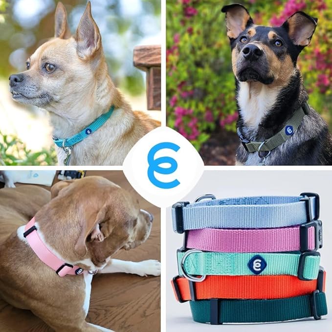 Blueberry Pet Essentials Turquoise Dog Collar | Adjustable Eco-Friendly Nylon Strap | Dog Collars for Small Dogs, Boy Dog Collar, Puppy Collar | 12-16 Inches