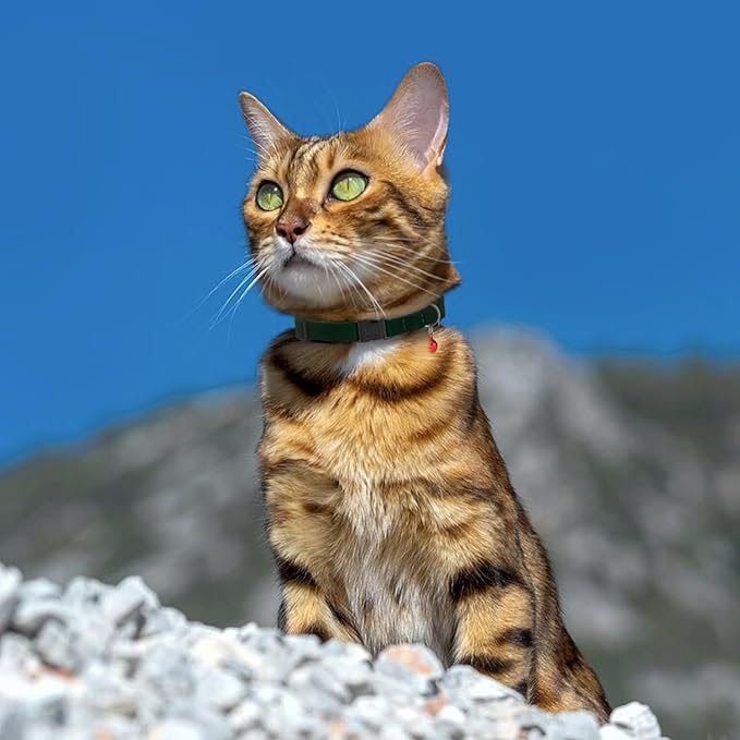 Breakaway Cat Collar Leather with Removable Bell - 13 Colors Available - Soft Adjustable Girl Boy Safety Lightweight Pet Kitten Collars Pink Brown Blue Green Red Orange Black (Black)