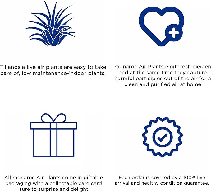 Air Plants - Tillandsia Andreana, Large 4-6" - 5ct - Live Arrival Gauranteed - House Plants for Home Decor & Gift