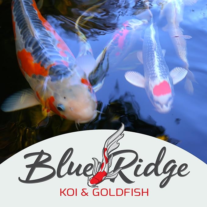 Blue Ridge Koi Fish Food 2lb - Koi Food 3/16” Large and Mini Blend Growth Formula, Goldfish Food, Premium Fish Food for Ponds, Ponds Fish Food, Floating Pond Pellets