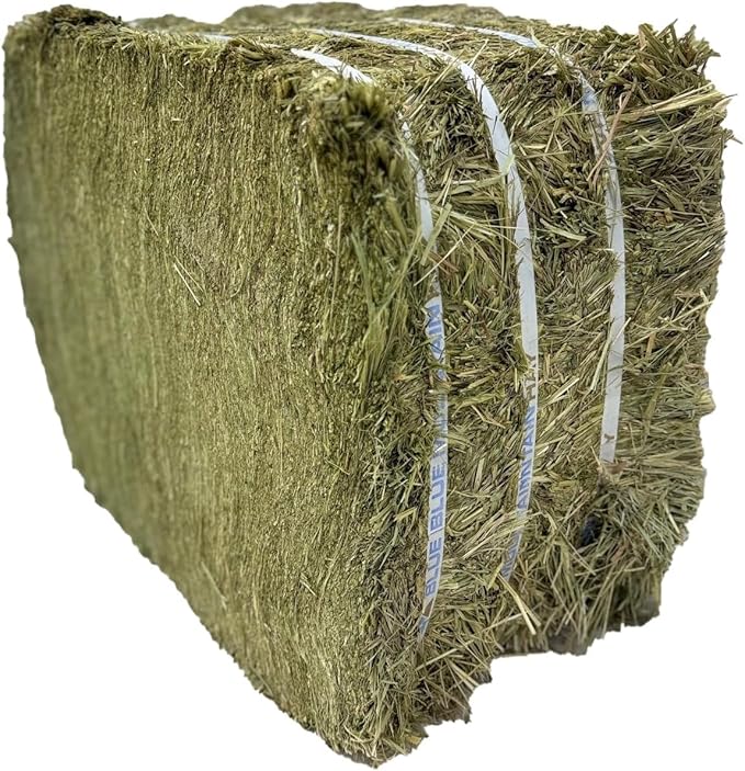 Blue Mountain Hay High-Altitude Teff Grass Hay, 50lb Easy Flake Box - Low NSC & High Fiber for Easy Digestion and Weight Management - Ideal for Horses, Goats, Rabbits, Guinea Pigs & Other Small Pets