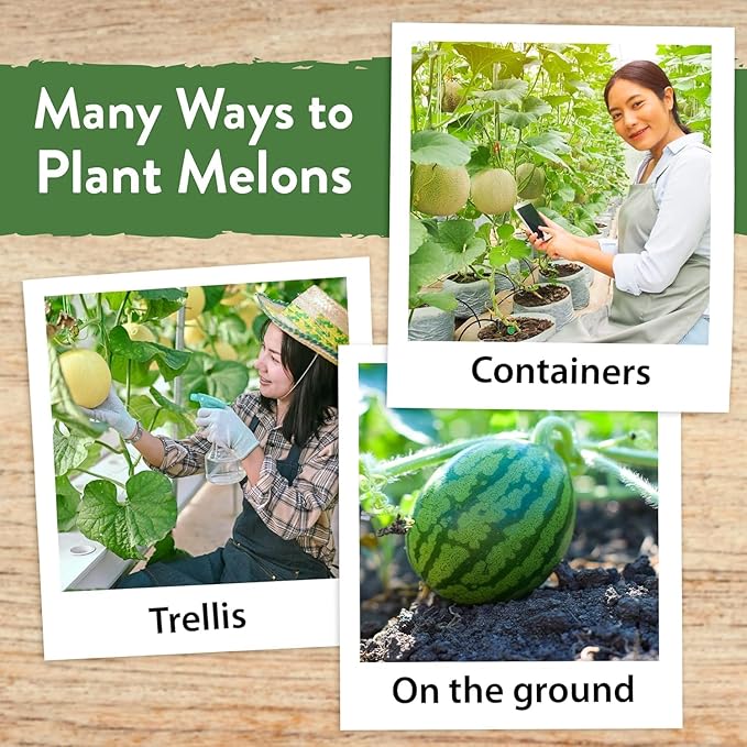 HOME GROWN ๐จ๐ฆ๐ ๐ฃ๐ฅ๐๐ ๐๐จ๐ Melon Seeds Variety Pack 5 ๐ก๐ข๐ก-๐๐ ๐ข Heirloom Vegetable Seeds, Watermelon Cantaloupe Honeydew Sugar Baby & Melon, High Germination for Planting Home Garden Indoors