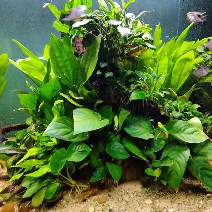 4X Anubias Nana Petite Potted Aquarium Live Plant for Fish Tank Decoration