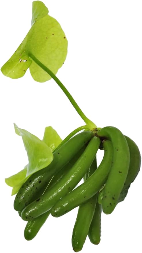 Banana Plant Nymphoides Aquatica Banana Lily Live Aquarium Plant Live Aquatic Plants Awesome Aquatics (1, Banana)