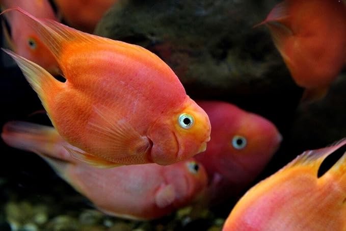 Aquatic Foods Inc. Ultra Intense Color Enhancing with a 10-Day Color Change, 1.5mm - 2mm Floating Pellets for Cichlids, Discus, All Baby and Small Tropical Fish & Pond Fish…8oz Jar