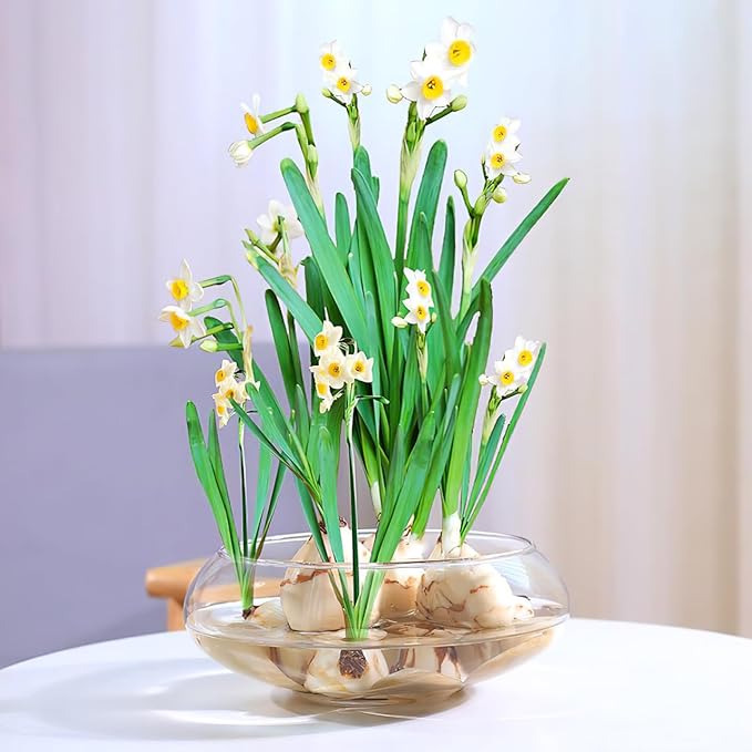 BESPORTBLE Transparent Desktop Aquarium Tank for Betta and Goldfish, 9.52x9.52x3.93 Inch Plastic Fish Bowl, 2800ml Shatterproof Fish Container for Home and Office Decor