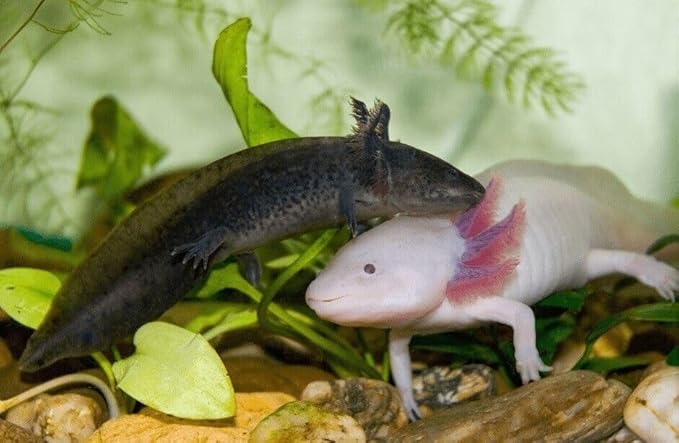 Aquatic Foods Inc. Axolotl Blackworm Pellets. 1mm-1/32 Sinking California Blackworm Micro Pellets for Baby Axolotl, Frogs, Shrimp, Salamanders, Newts, Snails…5-lbs 6oz Jar