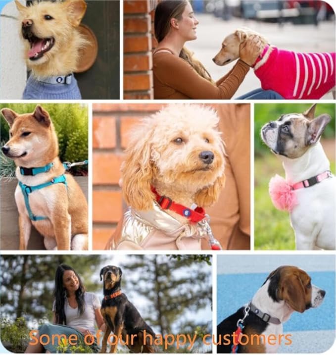 Blueberry Pet Essentials Florence Orange Adjustable Nylon Dog Collar for Large Dogs, Classic Solid Color Pet Safety & Style for Small Dogs