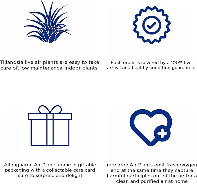 Air Plants - Tillandsia Seleriana, Large 4-6" - 1ct - Live Arrival Guaranteed - House Plants for Home Decor & Gift