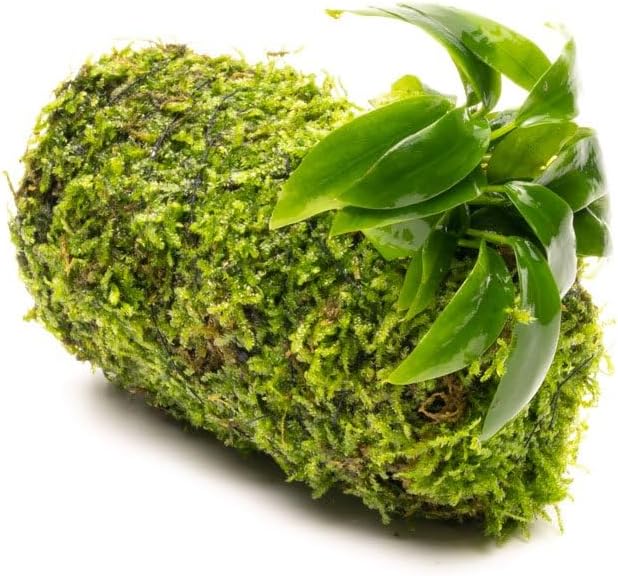 Live Aquarium Plants on Driftwood, Lava Rock, Moss, Fiber Mat - Freshwater Fish Tanks - Easy, Beginner Friendly (Anubias Minima on Christmas Moss Tower)