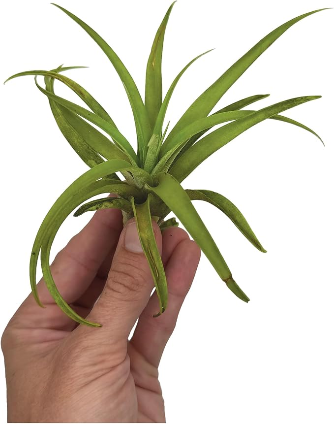 Air Plants - Tillandsia Capitata (Peach), Large 5-7” - 1 ct - Live Arrival Guaranteed - House Plants for Home Decor & Gift