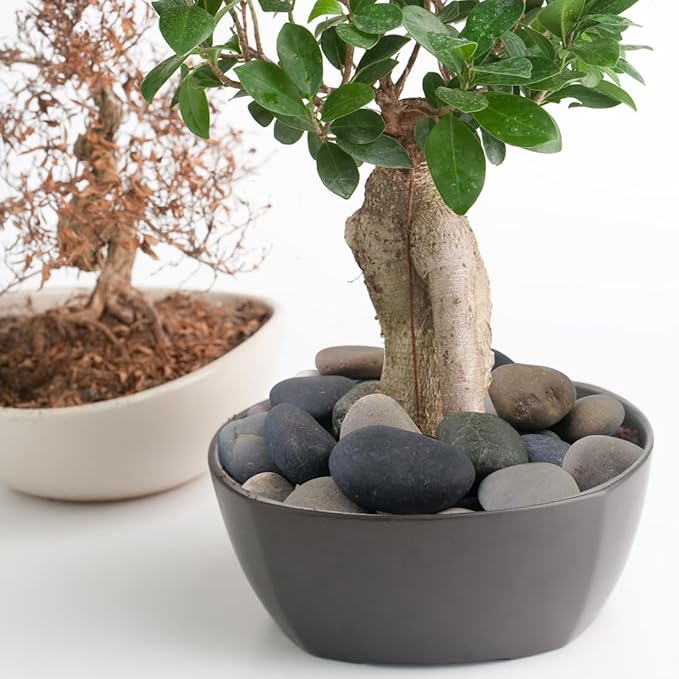 40lbs Natural River Rocks, 2-3" Premium Pebbles for Garden and Landscape Design, Hand-Picked Smooth Stones for Fish Tank, Flower Pots, Indoor Water Fountains, Pathways, Backyard