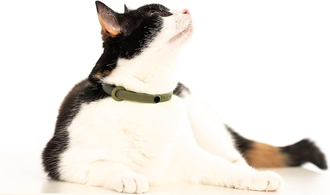 Breakaway Cat Collar - Soft, Comfortable, and Lightweight Safety Buckle Collar with Name Tag Ring for Outdoor Cats and Sensitive Skin Kittens by Nuvuq (6 ⅞" to 10 ¼", Green)