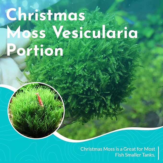 Aquarium Christmas Moss Vesicularia Portion Plant - All Natural & Organic Aquatic Plants - Absorbs Excess Nutrients - Long Lasting & Easy to Care Plants - Suitable for Summer & Winter