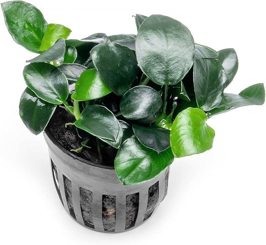 Anubias Live Aquarium Plants - Potted Freshwater Plant for Fish Tanks, Terrariums - Beginner Friendly Low Light (Barteri Petite Round, 1 Pot)