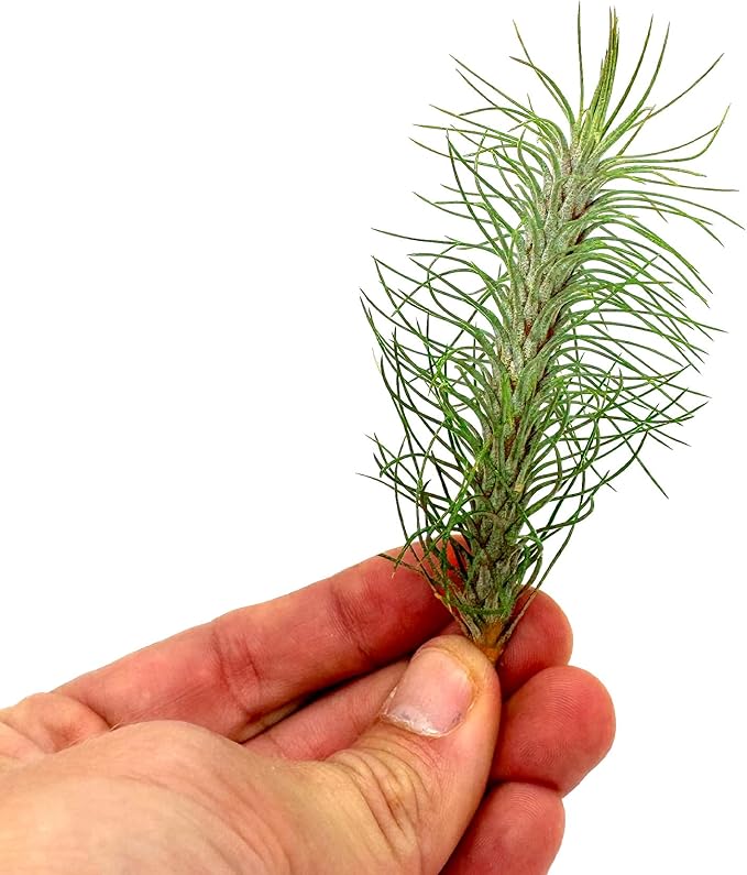 Air Plants - Colombian Tillandsia Funckiana, Large 5" - 5ct - Live Arrival Guaranteed - House Plants for Home Decor & Gift