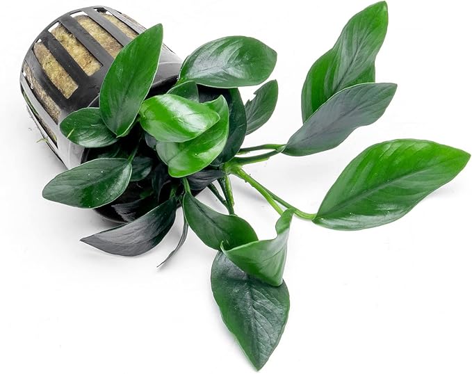 Anubias Live Aquarium Plants - Potted Freshwater Plant for Fish Tanks, Terrariums - Beginner Friendly Low Light (Spear Leaf, 1 Pot)