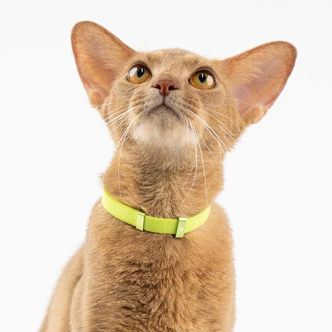 Safety Cat Collar - U.S. IDA Gold Awarding Design, Stretch Elastic Quick Release, Non Breakaway - Light Weight for Kitten, Neck Fit 7.8'-15.7' for All Small Large Cat,M(Sierra Blue)