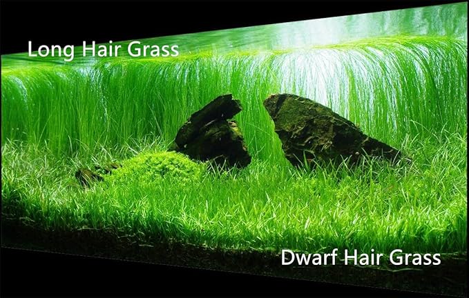 4 Pack Aquarium Plant S.e.e.ds, no Artificial Plastic Plant, Fish Tank Live Grass for All Substrate (0.36ozTiny+0.36oz Long+0.36oz Short+0.36oz Big Dual) ZQV-005