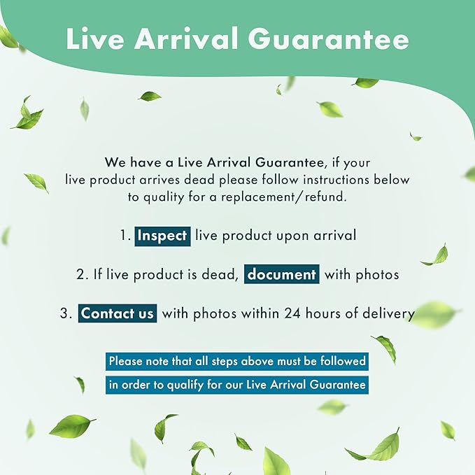 Anubias Live Aquarium Plants - Potted Freshwater Plant for Fish Tanks, Terrariums - Beginner Friendly Low Light (Barteri Dark Angel, 1 Pot)