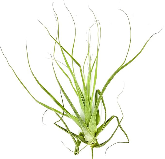 Air Plants - Tillandsia Straminea Jumbo 6-9" - 1ct - Live Arrival Guaranteed - House Plants for Home Decor & Gift