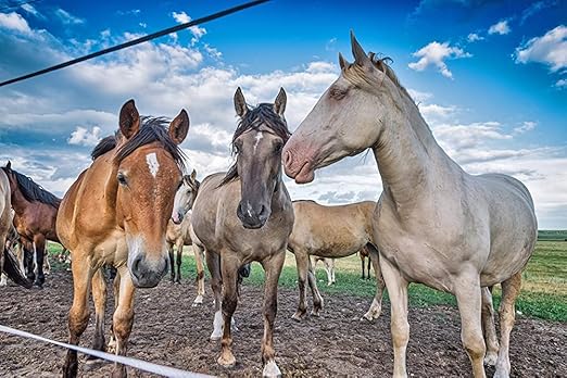 Country Vet Mosquito+Fly Metered Spray Refill (Case of 12) & Automatic Metered Dispenser (Case of 12) - 342033CVA - Great for Barns, Stables, Farms, Stalls and Outdoor Insect/Fly Prevention