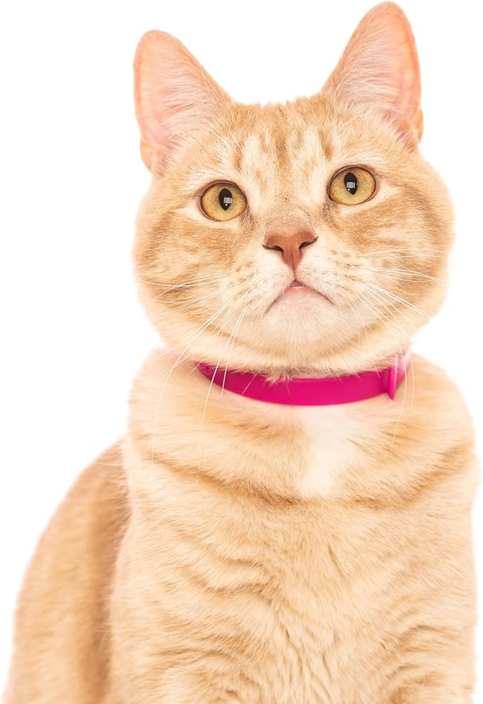 Cat Collar 2 Pack - Soft, Comfortable, and Lightweight Safety Breakaway Collar with Name Tag Ring for Outdoor Cats and Sensitive Skin Kittens by Nuvuq (6 ⅞" to 10 ¼", Pink)