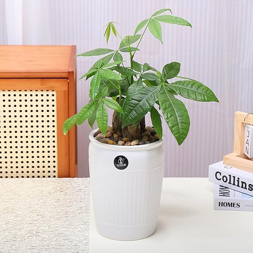 Calofulston 2.2lb Drainage Rocks for Potted Plants, 1/5 Inch Small Pebbles for Plants, Aquarium, Fish Tank, Terrarium, Succulent, Vases, Decorative Pea Gravel, Mixed Color