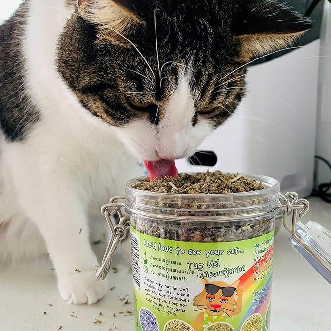 Meowijuana Catnibas Catnip Pawty Mix with Lemongrass Jar | Value Bulk Jar | Premium High Potency Catnip | Premium Hand Harvested North American Catnip | 60g
