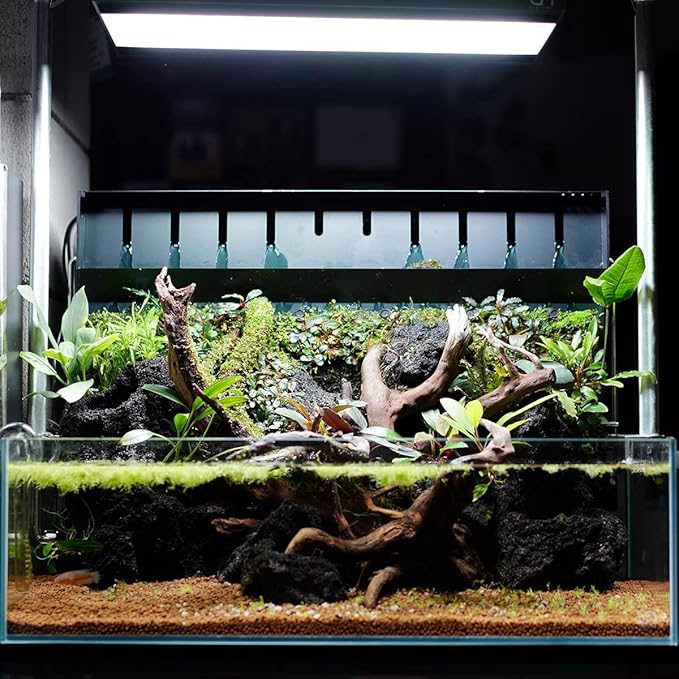 Anubias Live Aquarium Plants - Potted Freshwater Plant for Fish Tanks, Terrariums - Beginner Friendly Low Light (Congensis, 1 Pot)