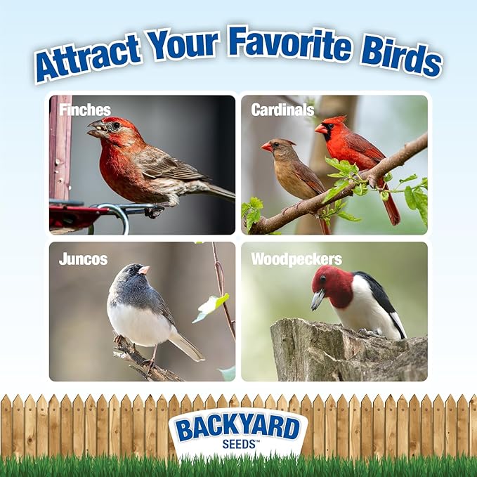 CountryMax Backyard Seeds Songbird Blend Wild Bird Seed – 50 lb Bag – Premium Mix with Sunflower Seeds, Safflower, Peanuts, Millet – Attracts Cardinals, Finches, Chickadees, and More