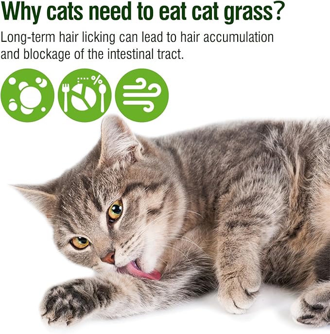 225g Cat Grass Teething Stick, Delicious Cat Treat Snack Edible Cat Chew Toy for Teeth Cleaning and Hairball Removal in Cats