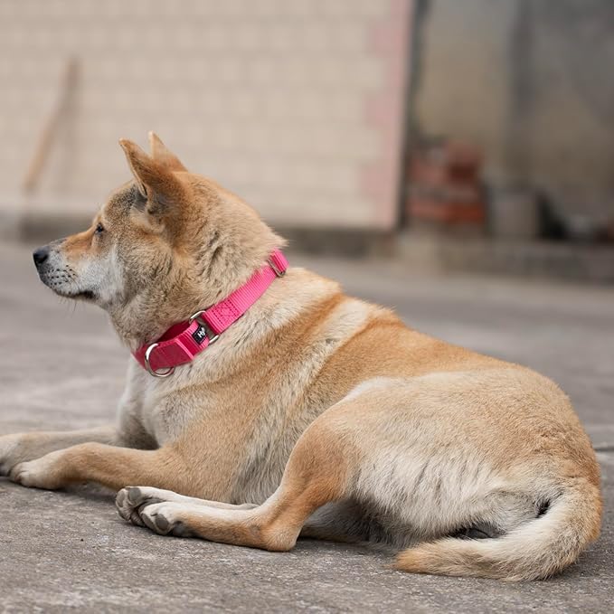 Hyhug Improved Design Nylon Webbing, Cold Water Washing Does Not Fade, Not Polluting Dog Hair, Wear Resistant and Not Prone to Fuzzing. No Slip Training Martingale Collar (Candy Pink, Medium)