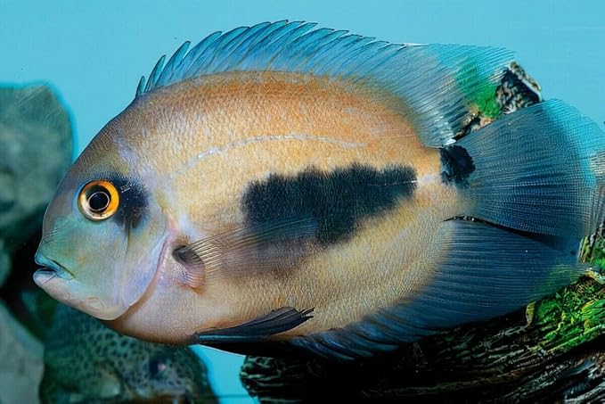 Aquatic Foods Inc. Brine Shrimp Flakes for Freshwater Cichlids, Angels, Tetras, Guppies, Marine Tangs, Butterflies, Angelfish, Anthias, Clown Fish. WL…1/2-lb Foil Pouch Bag