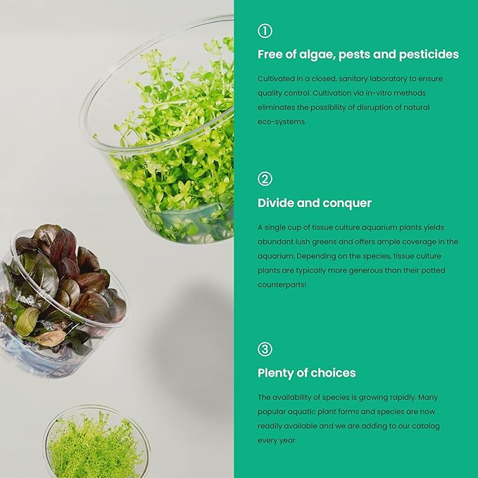 Ultum Nature Systems Anubias Nana Petite Tissue Culture Live Plant for Aquarium, Freshwater Fish Tank, Aquascaping - 100% Snail Free in Vitro