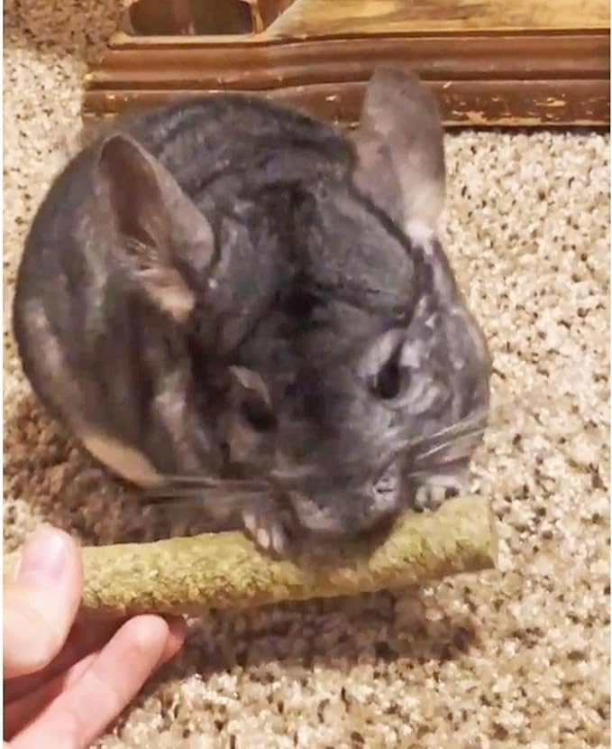 Apple & Oat Puff Sticks (6 oz.) - Healthy Natural High Fiber Chew Treat Made with Oat Hay - Rabbits, Guinea Pigs, Hamsters, Chinchillas, Degus, Prairie Dogs, Squirrels, Skunks, Opossums, Small Pets