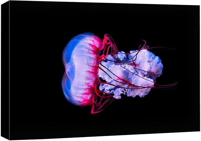 wall26 Canvas Print Wall Art Vibrant Purple Pink Jellyish Dark Ocean Nature Animals Photography Realism Rustic Scenic Landscape Wilderness Earth Colorful for Living Room, Bedroom, Office - 12"x18"