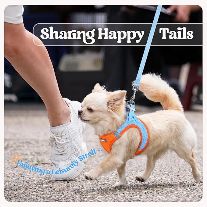rabbitgoo Dog Harness Small Medium Sized and Leash Set, Step in Soft Light Puppy Vest, Breathable Mesh Pet Harness, Reflective for Safe Easy Walking, Blue & Orange L