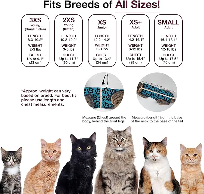 Bellyguard Cat Recovery Suit Female and Male, Comfy Onesie After Surgery, Kitten Clothes for Post-Op Care, Neuter and Spay Healing Outfits for Cats Only – Comfortable Kitten and Adult Cone Alternative