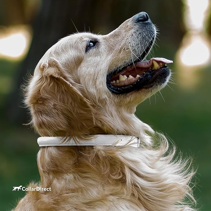 CollarDirect Rolled Leather Dog Collar, Soft Padded Round Puppy Collar, Handmade Genuine Leather Collar Dog Small Large Cat Collars 13 Colors (18-22 Inch, White Textured)