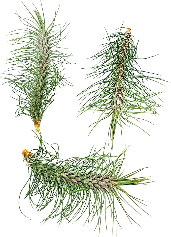 Air Plants - Colombian Tillandsia Funckiana, Large 5" - 3ct - Live Arrival Guaranteed - House Plants for Home Decor & Gift