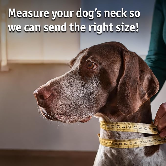 Biothane Custom Dog Collar – Waterproof, Stink-Proof Personalized Collar with Name & Phone Number – Durable, Many Sizes and Colors – Assembled in USA – Assembled in USA (Teal)