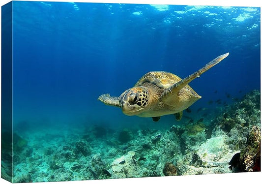 wall26 Canvas Print Wall Art Sea Turtle Gliding Through Sea Nature Ocean Photography Realism Nautical Scenic Relax/Calm Multicolor Ultra for Living Room, Bedroom, Office - 12"x18"
