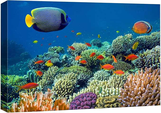 wall26 Canvas Print Wall Art Tropical Underwater Sea Coral Reef Fish Nature Animals Photography Realism Rustic Scenic Landscape Wilderness Earth Colorful for Living Room, Bedroom, Office - 12"x18"