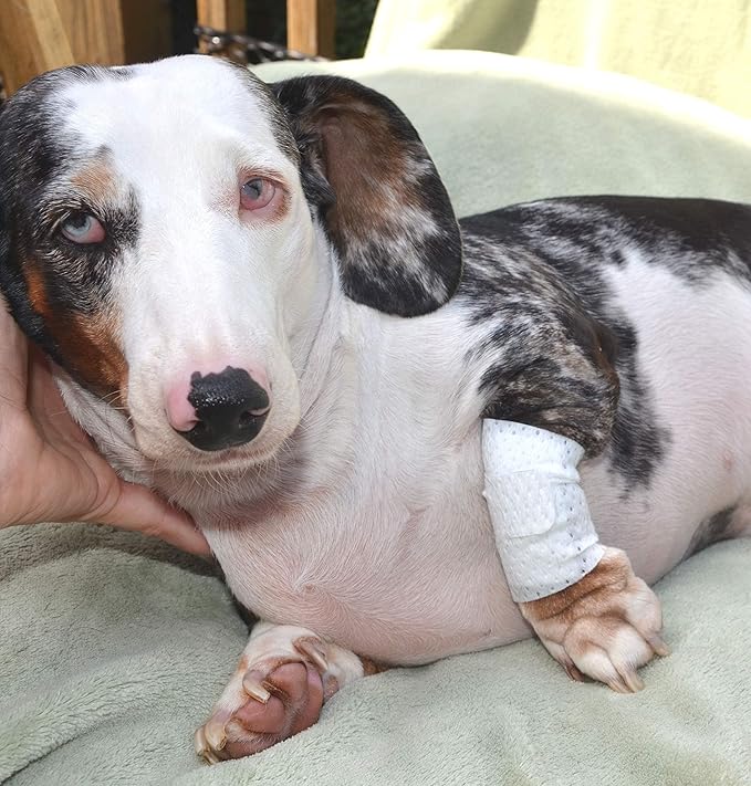 Basic Leg Bandages for Dogs, Cats, Pets -First- aid Non Adhesive Fur Friendly, Soft Stretch Wound Care, hot Spots, Fungus, Adjustable Fastening Strap Value Pack (Medium 12-Pack)